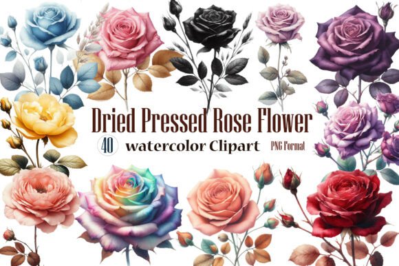 Watercolor Dried Pressed Rose Flower Graphics & Illustrations